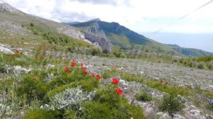 Crimean peony. Crimea. 4K