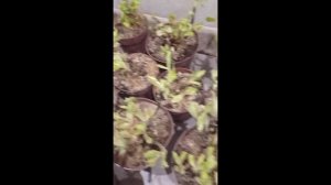 Получила полуфабрикаты гортензии из Европы. Распаковка. 30.01.2024г. Тюмень