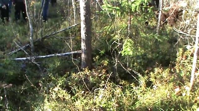 Внедорожники КПП на Кемских Дебрях Спорт смотреть онлайн