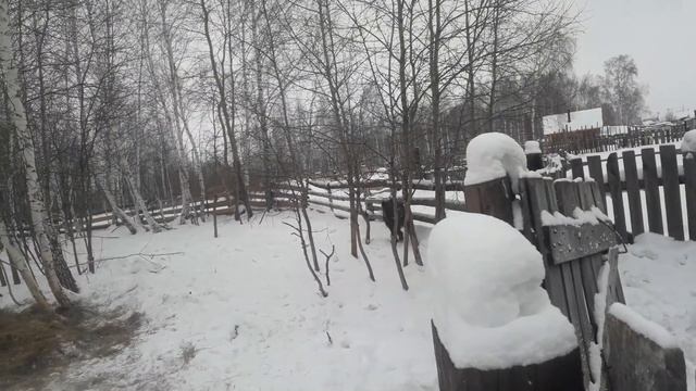 дикий кабан в домашних условиях смотреть онлайн