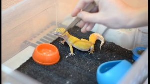 ЧТО СЛУЧИЛОСЬ С ЭУБЛЕФАРАМИ?СОДЕРЖАНИЕ РЕПТИЛИЙ/ЧЕМ КОРМИТЬ ЭУБЛЕФАРОВ/ПЯТНИСТЫЙ ЭУБЛЕФАР|MY ANIMAL