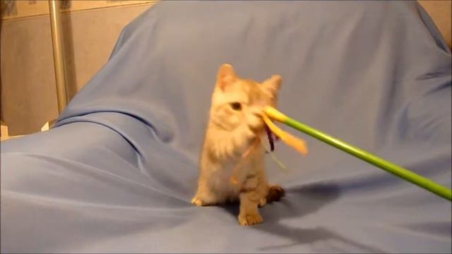 Британские чистокровные котята редкий окрас