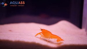 🐠Aquass - Красный флоридский рак