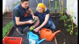 САЖАЕМ ОГУРЦЫ, ТОМАТЫ И ПЕРЕЦ В ТЕПЛИЦУ