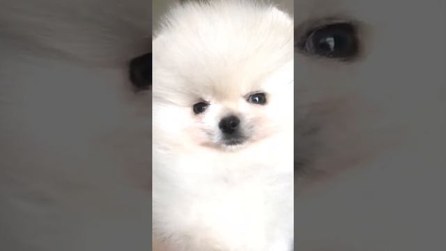 БЕЛЫЙ ЩЕНОК ПОМЕРАНСКОГО ШПИЦА-МАЛЬЧИК . ДОРОГО.WHITE POMERANIAN SPITS-BOY PUPPY