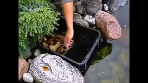 BioSyS Skimmer + скиммер береговой