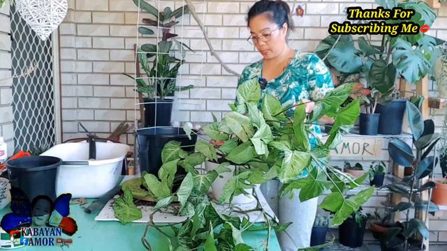 SYNGONIUM WHITE BUTTERFLY | DIY TRELLIS #3 | #kabayanamor