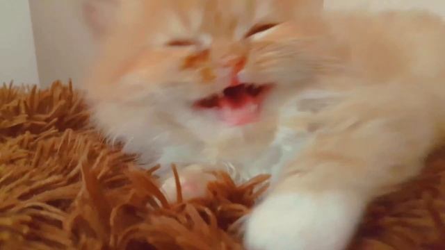 Котёнок Морган мяукает | Британский котенок | Спящий котенок смотреть онлайн