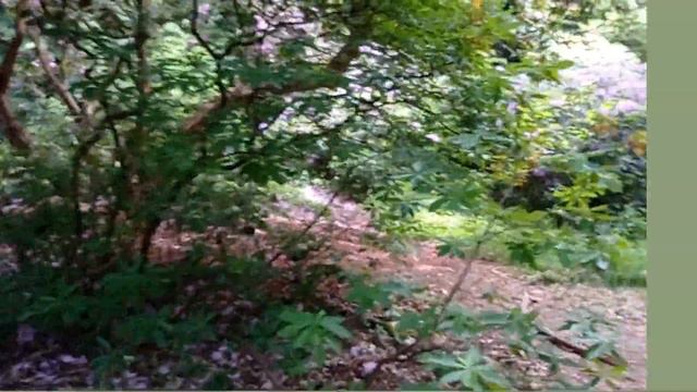 Mysterious Rhododendron Glade in Bagley Woods смотреть онлайн