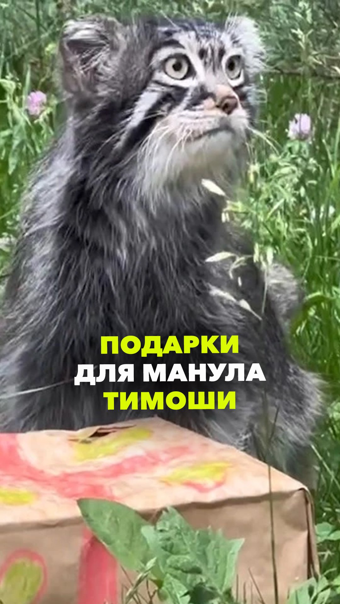 Манул Тимоша отметил День рождения в Московском зоопарке - что подарили?