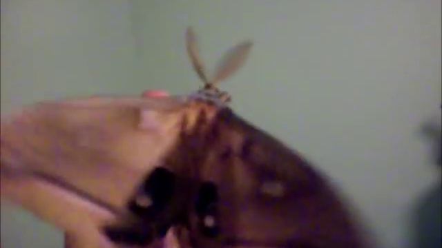Giant Polyphemus Moth the Size of a Bird смотреть онлайн
