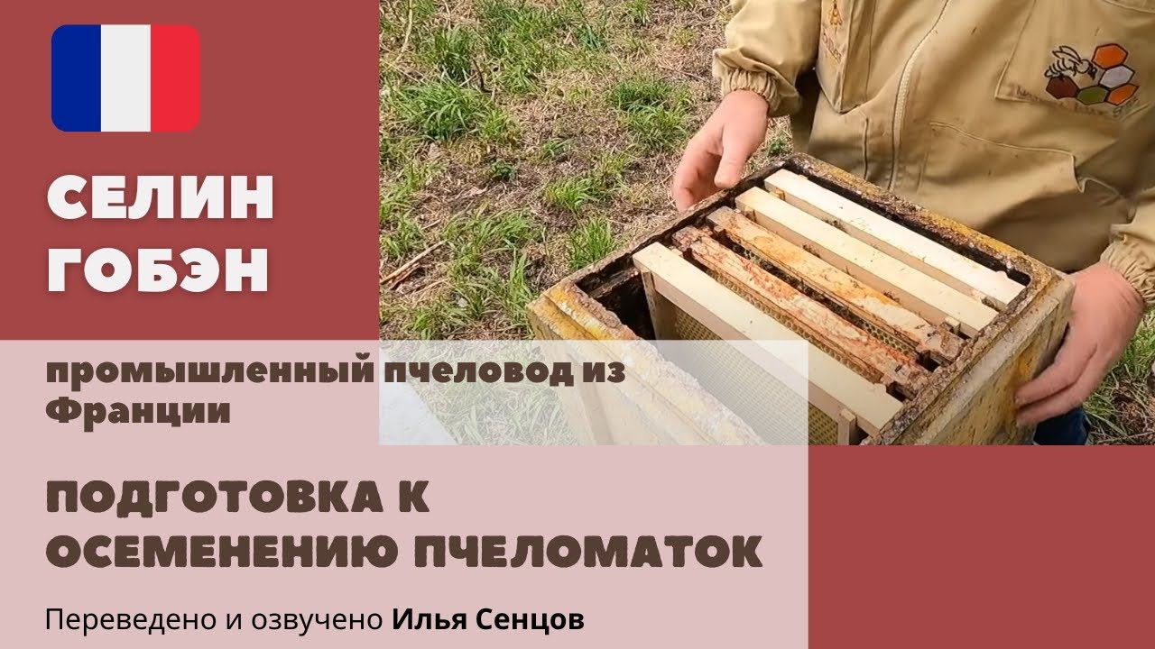 Подготовка к осеменению пчеломаток - набор нуклеусов и даты для соблюдения (Селин Гобэн, Франция)