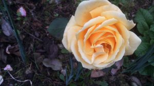 Rose 'Valencia'
