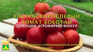 Ультраскороспелый томат БОБОТАЙ селекции Агрофирмы Манул!