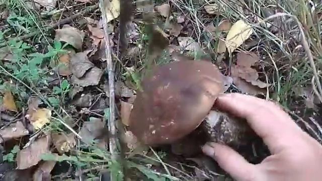 Подберезовики. Поход за грибами. Прогулка в березовой роще.