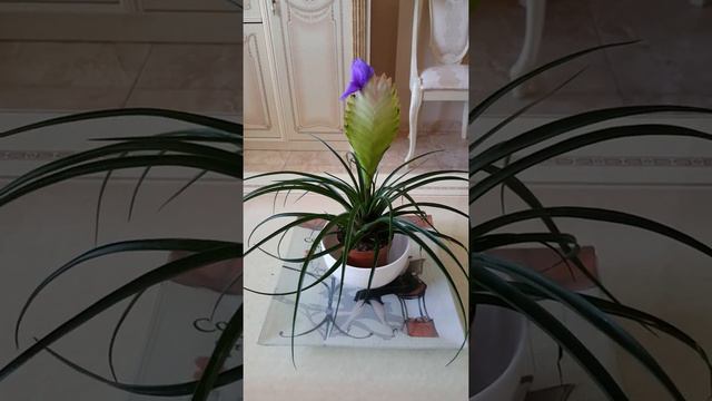 Сюрприз от Тилландсии