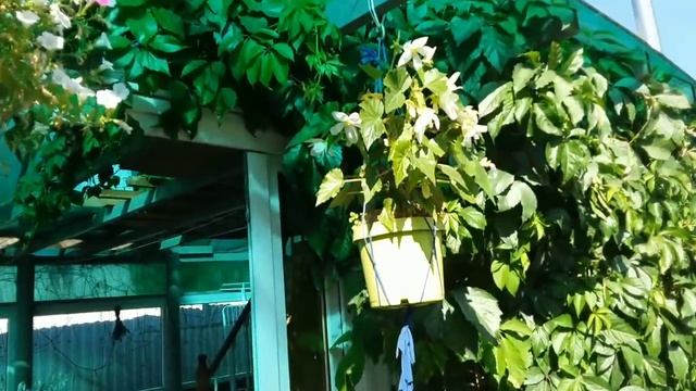 Как растет и развивается мой горшечный садик.Моя новая идея.