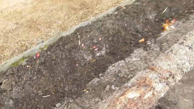 сажаем картошку... мы делаем это так... на урожай не жалуемся!!! смотреть онлайн