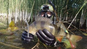 Подводная охота Лучшие моменты за весь этот сезон