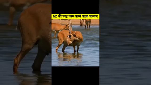 इस जानवर की दिखने वाली अजीब नाक AC की तरह काम करती है #short #ytshort #vairl