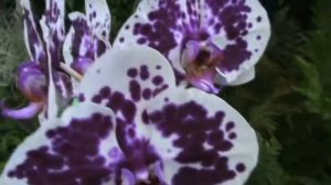 Hawaiian Orchid Dpts Chian Xen