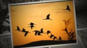 Ф. И. Тютчев "Листья"