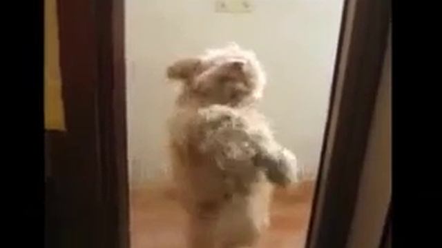 Собачка танцует румбу смотреть онлайн