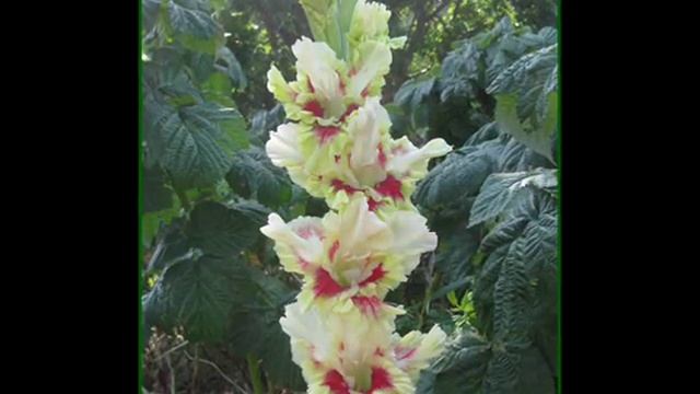 Коллекция гладиолусов часть 1 смотреть онлайн