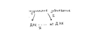 Митохондриальные заболевания.