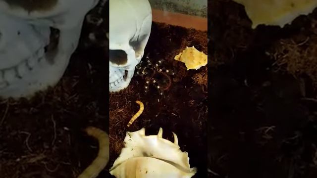 Кормление паука птицееда мучным червем смотреть онлайн