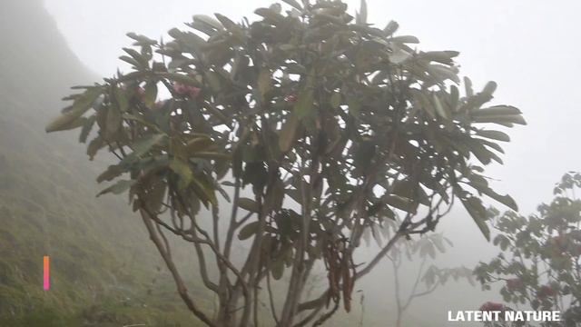 # Rhododendron of the Himalayas ( Roadside flowers on the road from Zuluk to Nathang Valley) смотреть онлайн
