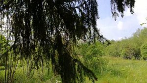 Ель с необычными, как у плакучей ивы, ветками.