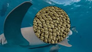 Видеоролик для 3-4 класс разговоры о важном 6 февраля 2023 тема день российской науки