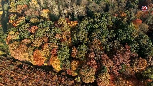 Forest 4K - Nature Relaxation Film - Meditation Music смотреть онлайн