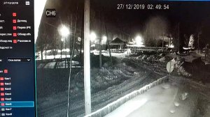 Волки съели собаку в Коми