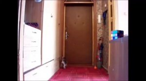 Йоркширский терьер  - Артист. Охрана жилища