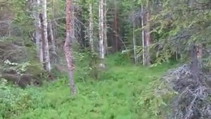 Мотобуксировщик УАГАН идет по лесу летом