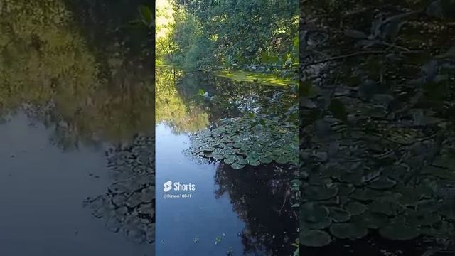 июнь#2024#лес#живописный водоём в лесу #поездка
