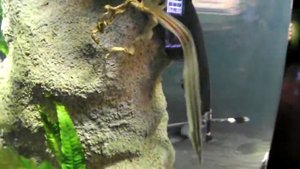 Аквариумная рыбка из Камбоджи, океанариум спб, Колючий зубатый хоботнорыл, Macrognathus aculeatus