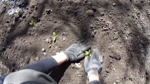 Дача. Часть 2. Продолжаю копать огород, пересаживаю растения смотреть онлайн