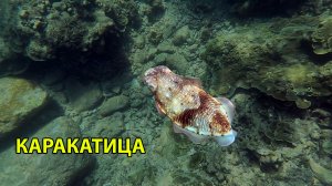 Каракатица Пхукет (cuttlefish) Kratin Beach