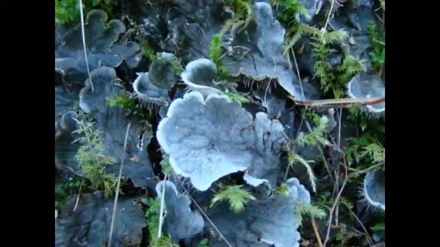 Лесной мох и лишайники. смотреть онлайн