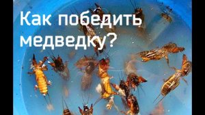 Секреты опытного садовода по борьбе с медведкой! Как уничтожить медведку на огороде?
