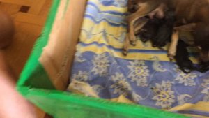 Роды той терьера