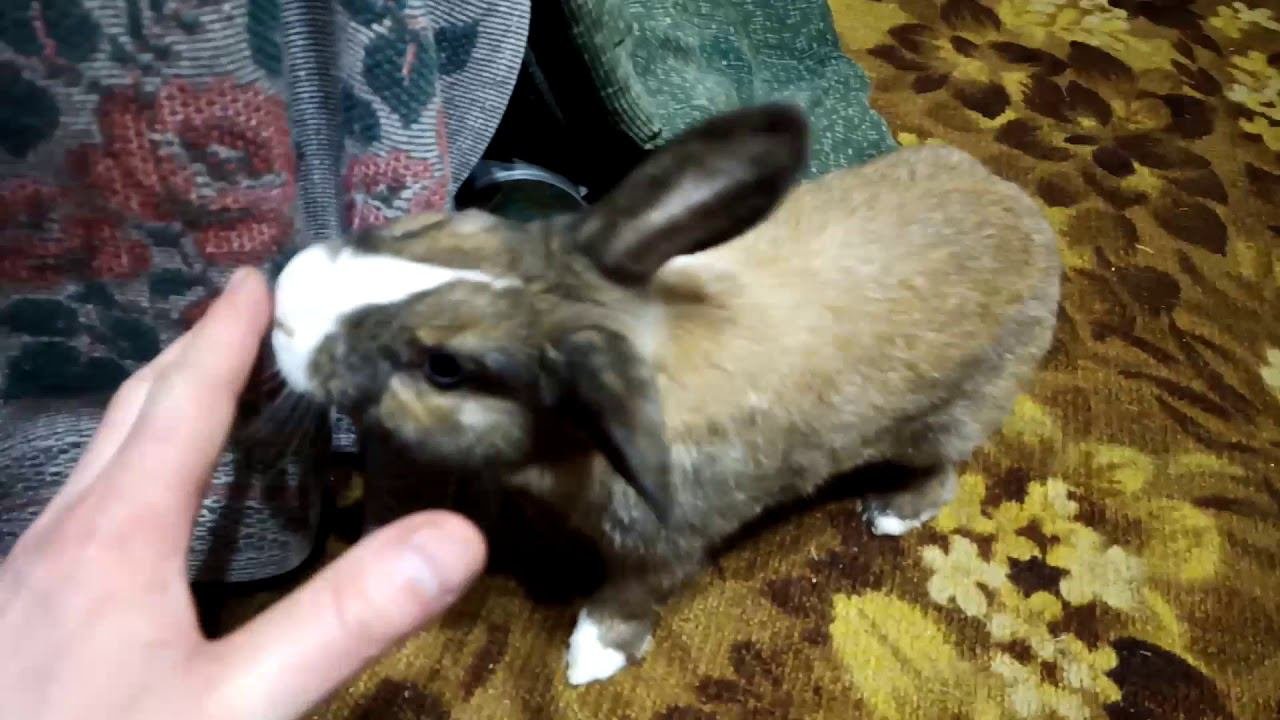 3 Minutes Of Rabbit