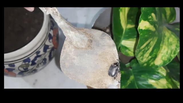 How to report money plant ||Marble queen| Neon pothos| Big leaf money plant|| in different containe смотреть онлайн