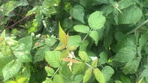 Поле земляники у дома/ Вермишель по бабушкиному рецепту