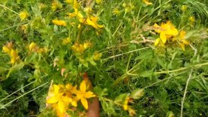 Зверобой - Лекарственные растения. Лечебные травы