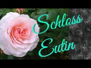 Роза Schloss Eutin.Шраб.