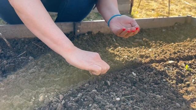 Кога да засадим марули в градината? смотреть онлайн